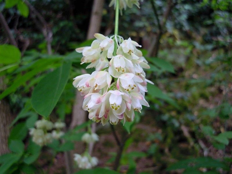 Staphylea pinnata L. (Staphyleaceae) - Eurasia